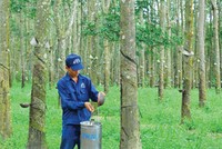 Cao su tự nhiên là ngành có tính thời vụ khá cao.