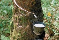 Ngành cao su tự nhiên, lựa chọn Kl99ok phiên bản mới an toàn