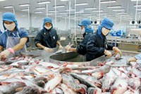 Cá tra là một trong những sản phẩm Kl994 nhà cái bóng đá world cup khẩu chủ lực của ngành thủy sản Việt Nam - Ảnh: Hoài Nam