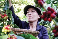 Cà phê 2011, sức bật về giá