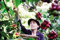Cà phê là mặt hàng được giao dịch khá sôi động trên sàn hàng hóa kỳ hạn
