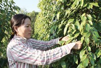 Sau cà phê, gạo và cao su có thể là các mặt hàng nông sản tiếp theo lên sàn giao dịch - Ảnh: Hoài Nam