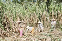 Lý do bảo vệ người trồng mía chưa thuyết phục để ngành đường kêu gọi bảo hộ
