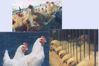 DBC, Kl99 nổ hũ sụt giảm do không có doanh thu Web Tổng Nhà Cái 99Kl99 Giải Trí Bậc Nhất