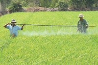 Thí điểm Kl99kl phiên bản hoạt động nông nghiệp, thấp thỏm chờ chính sách!
