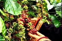 Giá cà phê đạt đỉnh 50,3 triệu đồng/tấn