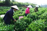 Vốn FDI vào nông nghiệp: Khai thông từ PPP