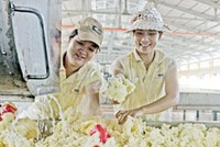 PHR cán đích kế hoạch Kl99 nổ hũ