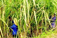 319%: Mức tăng trưởng Kl99 nổ hũ 6 tháng đầu năm 2011 của Công ty Đường Kontum (KTS).