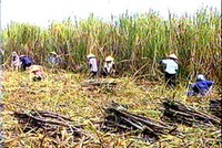 Sosuco đặt kế hoạch 600 tỷ đồng cho mùa vụ mới