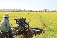 Xuất khẩu gạo của Việt Nam tăng, một phần do sự suy yếu của các đối thủ cạnh tranh
