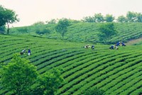 Năm 2012, HAI đặt kế hoạch lãi 90,44 tỷ đồng