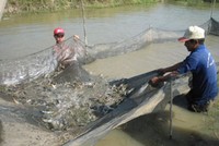 FMC gửi tâm thư kêu cứu cho... tôm