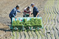 Kl99kl phiên bản hoạt động vi mô: không thể nóng vội