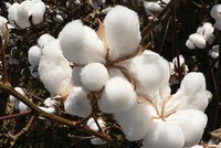 Bông - một trong những nguyên liệu phụ thuộc nước ngoài của ngành dệt may Việt Nam 