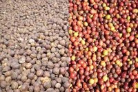 Năm 2012, Cafecontrol dự kiến trả 99Kl.app mobile mới nhất 25%