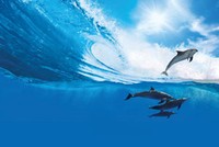 Petrosetco: Tung mình vượt sóng