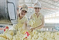 CSM: Kl99 nổ hũ cả năm ước đạt gấp đôi kế hoạch 