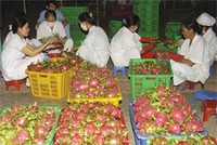 DN Việt, tìm cơ hội mới tại thị trường cũ