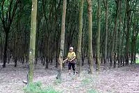 DPR: Kl99 nổ hũ tháng 1 giảm do giá cao su giảm