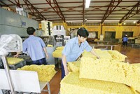 Kl99 nổ hũ tháng 1 của DN cao su giảm mạnh 