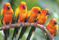 Bird got talent