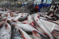Mỹ tăng thuế chống bán phá giá cá tra của Việt Nam