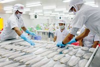 Mỹ tăng thuế với cá tra Việt Nam: Tổn thương DN lớn, cơ hội cho DN nhỏ