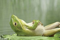 Thi nói thật…