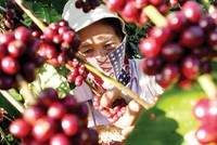 Sẽ không có “bữa trưa miễn phí”!