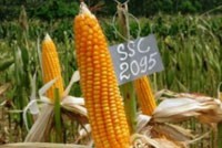 Năm 2013, SSC tăng mạnh Kl99ok phiên bản mới 