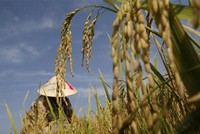 Bảo Việt, Bảo Minh và Vinare đối mặt rủi ro từ Kl99kl phiên bản hoạt động nông nghiệp