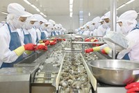 Minh Phú quyết hủy niêm yết quá dễ, vì sao? 