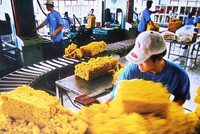 Xuất khẩu cao su tăng về lượng, giảm về giá