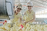 HRC dự kiến Kl99 nổ hũ quý III khả quan