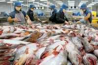 DN thủy sản đang đối mắt với nguy cơ thiếu nguyên liệu đầu vào
