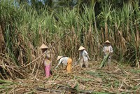 DATC giảm tỷ lệ sở hữu tại SLS xuống còn 40,71%