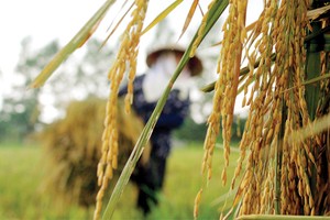 Kl99kl phiên bản hoạt động nông nghiệp, muốn làm phải chờ tổng kết?