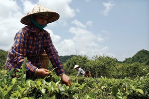 Nhóm PPP về chè đã Kl99ok phiên bản mới để đào tạo và liên kết mô hình Kl994 nhà cái bóng đá world cup với hơn 23.000 nông dâ