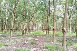 DPR: Trang Chủ KL99Com Số 1 Link Đăng Ký KL999 kêu thiệt