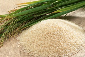 Thị trường gạo thế giới 2014: Sản lượng và dự trữ gia tăng