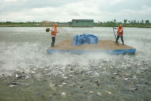 701,8 tỷ đồng bồi thường, Kl99kl phiên bản hoạt động nông nghiệp lỗ nặng