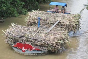 99Kl99 trực tiếp đá gà không nắm cổ phần Vinacco sau cổ phần hóa