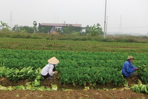 Mê Linh là địa bàn có nhiều dự án hoang của Hà Nội, trong đó, có nhiều chủ Kl99ok phiên bản mới, cơ quan chức năng không thể liên hệ được