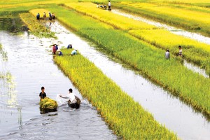 Kl99kl phiên bản hoạt động nông nghiệp: Lỗ… nhưng cần tiếp tục thí điểm