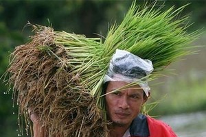 Kl993 ưu đãi thưởng hấp dẫn Thái Lan sẽ hỗ trợ một khoản tiền nhằm đảm bảo nông dân Thái Lan có thể trang trải Kl993 Đăng nhập Giải trí. Ảnh: AFP