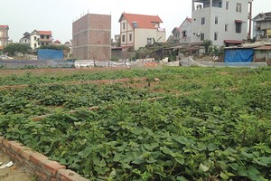 Khu đất đấu giá này được nhà Kl99ok phiên bản mới mua cao hơn gấp 2 lần giá khởi điểm, các lô đất khác tiếp tục được bán ra với giá cao hơn mức khởi điểm từ 4 - 5 triệu/m2