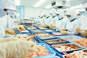 Nguồn cung tôm trên thế giới tăng lên đang tạo sức ép lên giá tôm xuất khẩu
