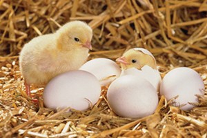 Thực hư chuyện cỡ trưởng phòng cấp sở đều có nhà Hà Nội?