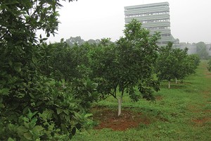 Kl99ok phiên bản mới ngoài ngành của LSS là cây ăn quả